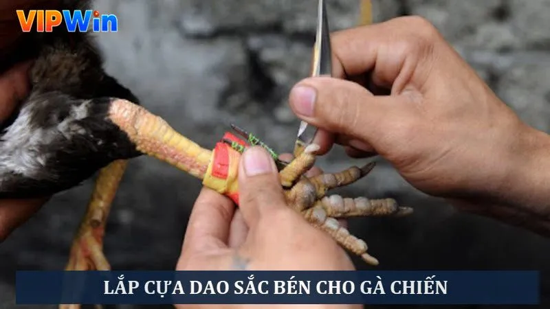 Lắp cựa dao sắc bén để buff sức mạnh chiến kê
