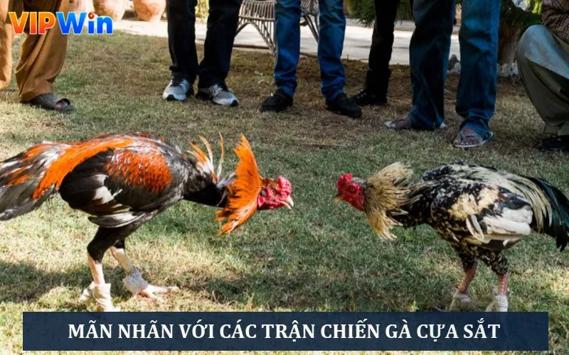 Theo dõi các trận đấu gà cựa sắt đầy kịch tính